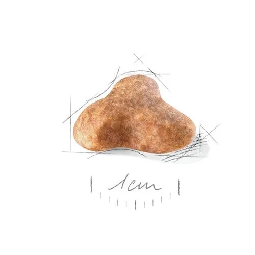 Мопс 0,5кг4