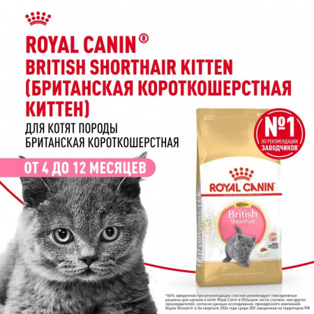 Сухой корм ROYAL CANIN British Shorthair Kitten, для британских короткошерстных котят, 2кг