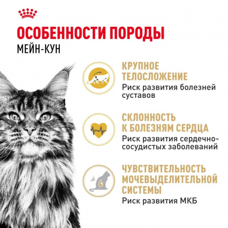 Сухой корм ROYAL CANIN Maine Coon Adult, для взрослых кошек породы Мэйн Кун, 2кг