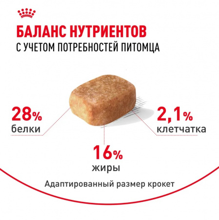 Сухой корм ROYAL CANIN Chihuahua Adult, для взрослых собак породы Чихуахуа от 8 месяцев, 500г