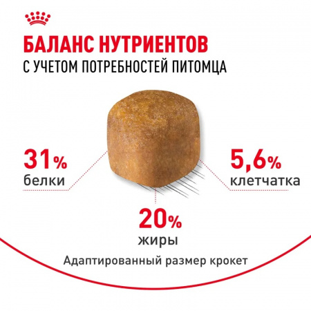 Сухой корм ROYAL CANIN Maine Coon Adult, для взрослых кошек породы Мэйн Кун, 2кг