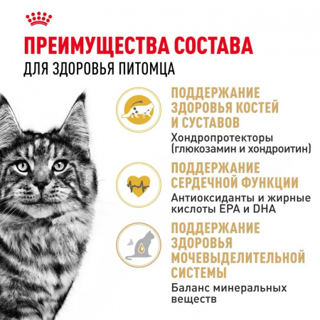 Сухой корм ROYAL CANIN Maine Coon Adult, для взрослых кошек породы Мэйн Кун, 2кг