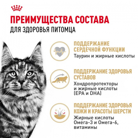 Влажный корм ROYAL CANIN Maine Coon, для взрослых кошек породы Мэйн Кун старше 15 месяцев, 85г